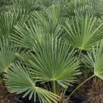 Palma konopná (Trachycarpus wagnerianus) – celková výška 150-180 cm, výška kmeňa 80-90 cm, kont. C55L (-19°C)